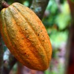 cocoa, cultivation, fruit